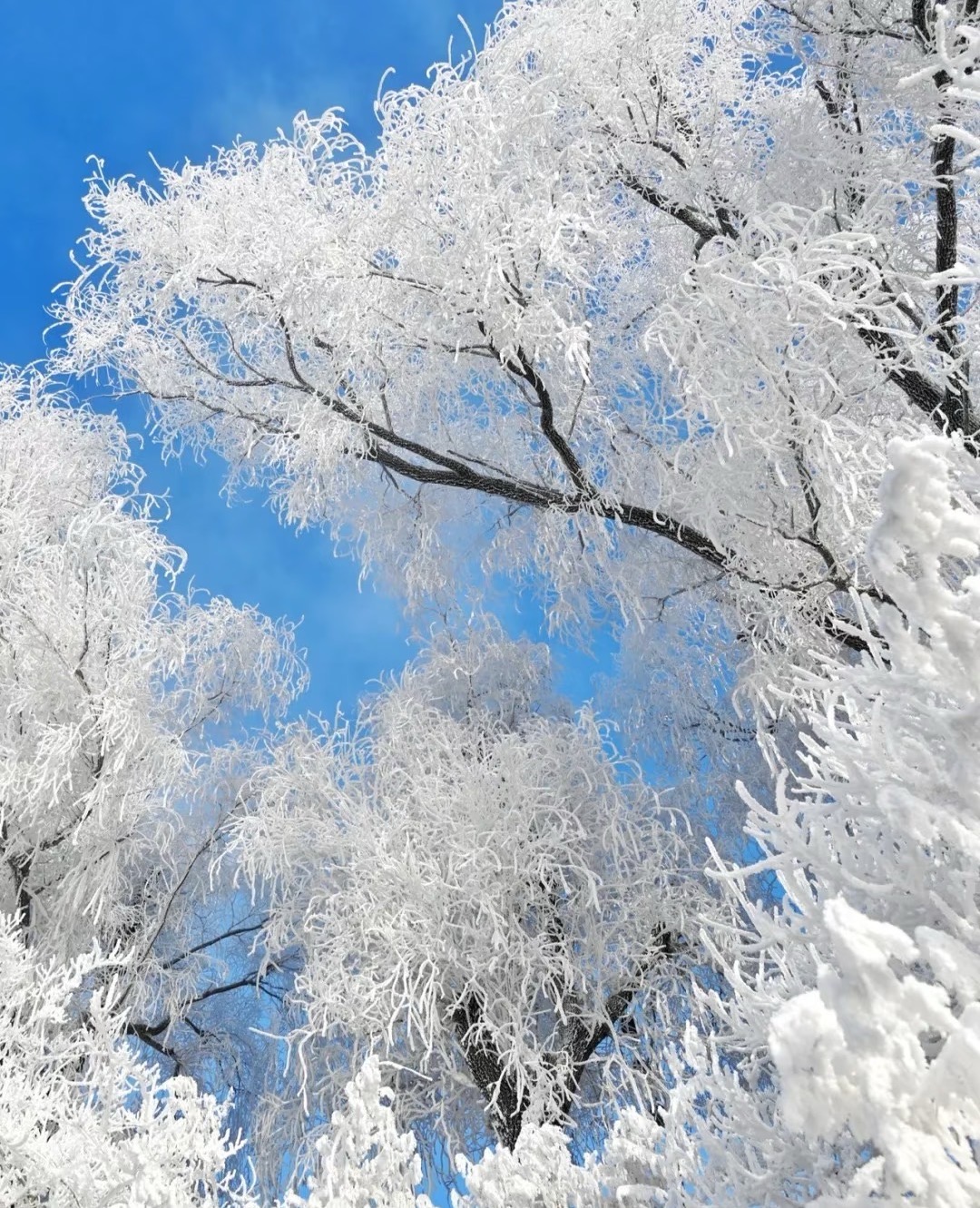 郴州兩天一晚高椅嶺+裕后街+溫泉酒店+莽山五指峰霧凇
